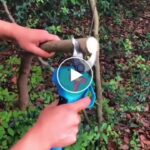 AKKU Leistungsfähige Handschere + Ersatzakku – video