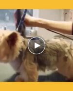 Leises Tierpflegegerät – video