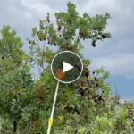 Verlängerungsstange mit Obstkorb (2m) – video