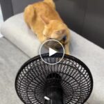 Tragbarer kabelloser Ventilator mit Akku-Betrieb – video
