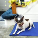 Kühlmatte für Haustiere – 90 x 50 cm, ohne Strom und Wasser – video