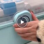 Aufbewahrungsbox für Medikamente und Utensilien – video